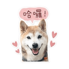 我們家的Miki寶貝♡