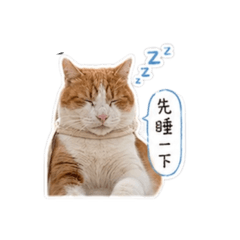 小橘花日常