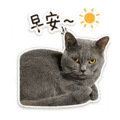 冷淡灰貓默默