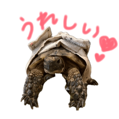 nokonoko 2