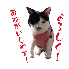 katukatu_20260507161756