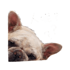 多多在幹嘛？