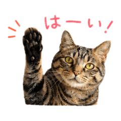yokomii_20260507175716