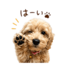 Ohana_20260507180729