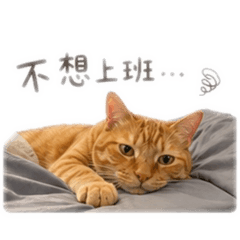 Meow_職場用語