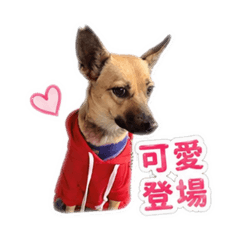 早安比比