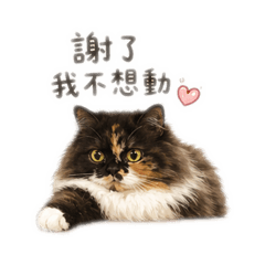 胖壯的厭世小宇宙