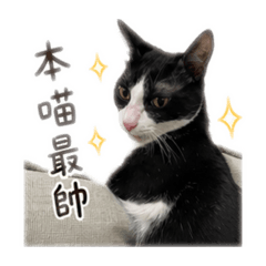皮皮的小貼圖