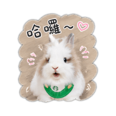小兔來了2