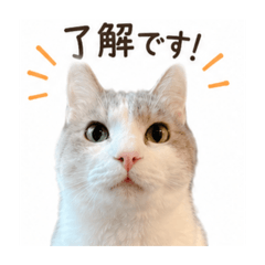 CICA_20260507185129