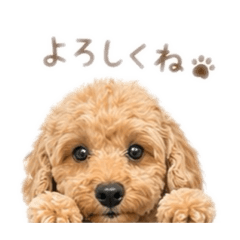 YK_Mydog