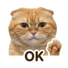 Orange cat (Mhee)