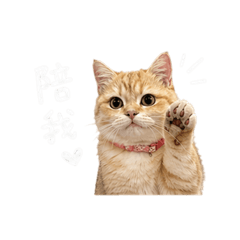 郭咩妹