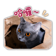泡泡調皮的日常生活