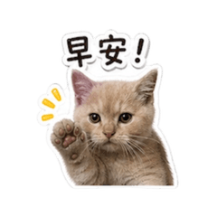 我の辛巴日常