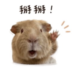老楊麵茶gogogo