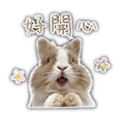 奶昔是一隻兔子