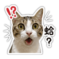 迪迪系列（1）