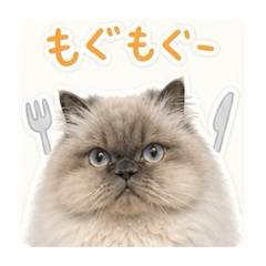 babykyhimacat