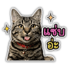 cat with funny