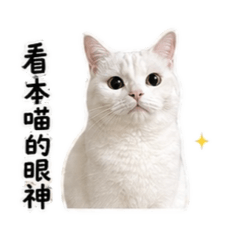 島拎傲嬌日常