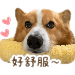 纏纏快樂狗