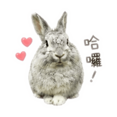 寶貝兔球球