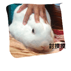 cutetoto