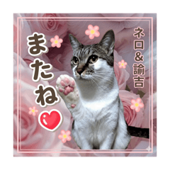 himayan_20260429231604