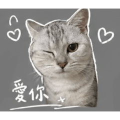 可愛的豆花花