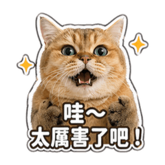 給情緒價值的英短金漸層