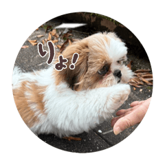 pandapankichi_20260507182950