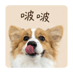 Pamo狗狗
