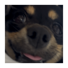PUPUKOOOOO