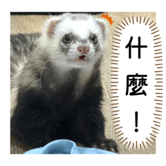 三寶貂日常#1