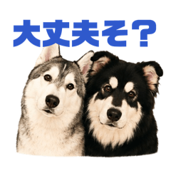 RYU and ZEN