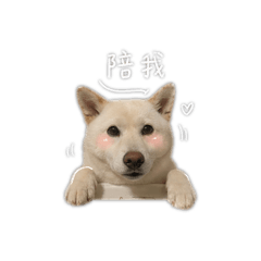 我家的可愛小狗勾