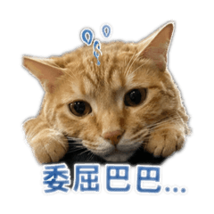 胖子表情包（1）