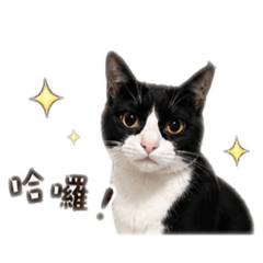 賓士貓墨墨的日常