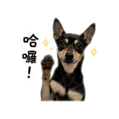 敏の臭狗