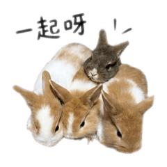 兔兔陪你每一天