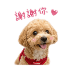 嘟嘟狗-瑪爾泰迪的日常