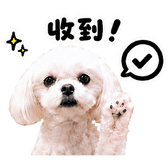 馬爾濟斯 Dobi 1 (日常生活-升級版)