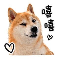 柴犬 阿福 1（傲嬌日常）