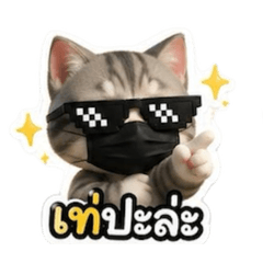 Sixteen cats