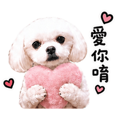 馬爾濟斯 Dobi 2（撒嬌日記-升級版）