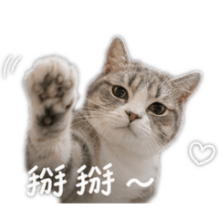 路卡利歐喵喵來了