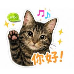 家有萌寵貓寶