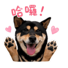 柴犬麻糬日常篇