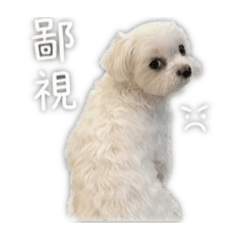 德德狗寶寶